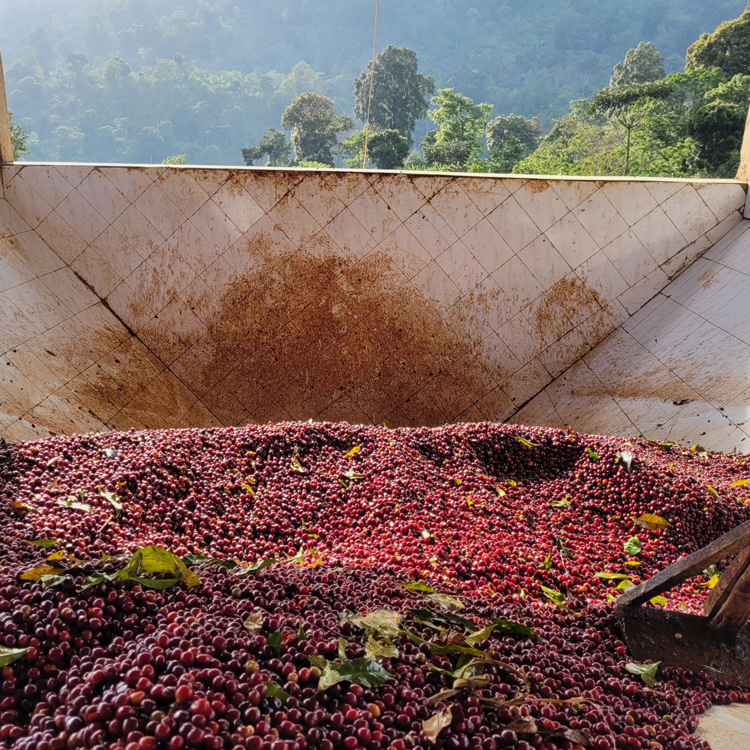 Heresy - Ethiopia Gotiti Washed Filter 250 g