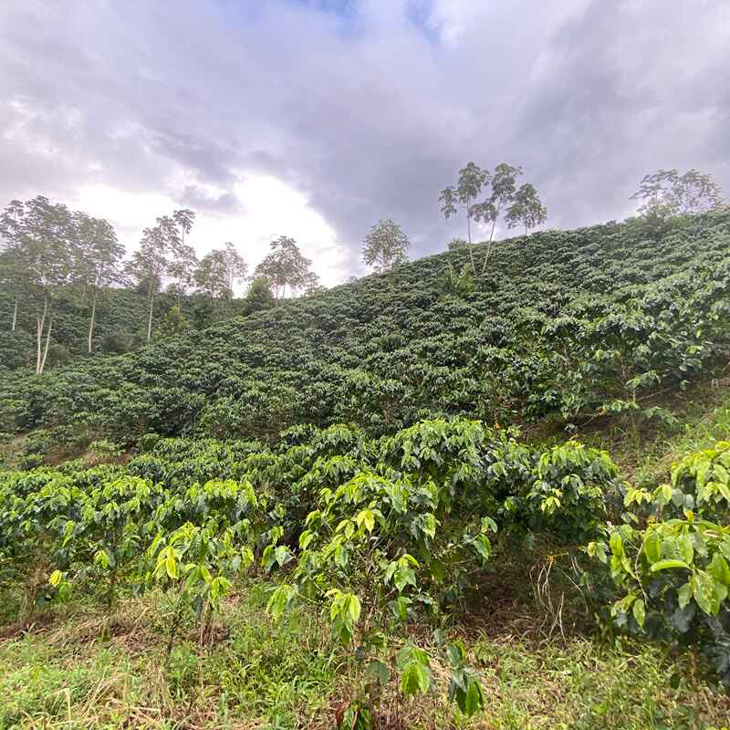 The Barn - kawa ziarnista bezkofeinowa Kolumbia Balanced Funky Anaerobic Omniroast 250 g