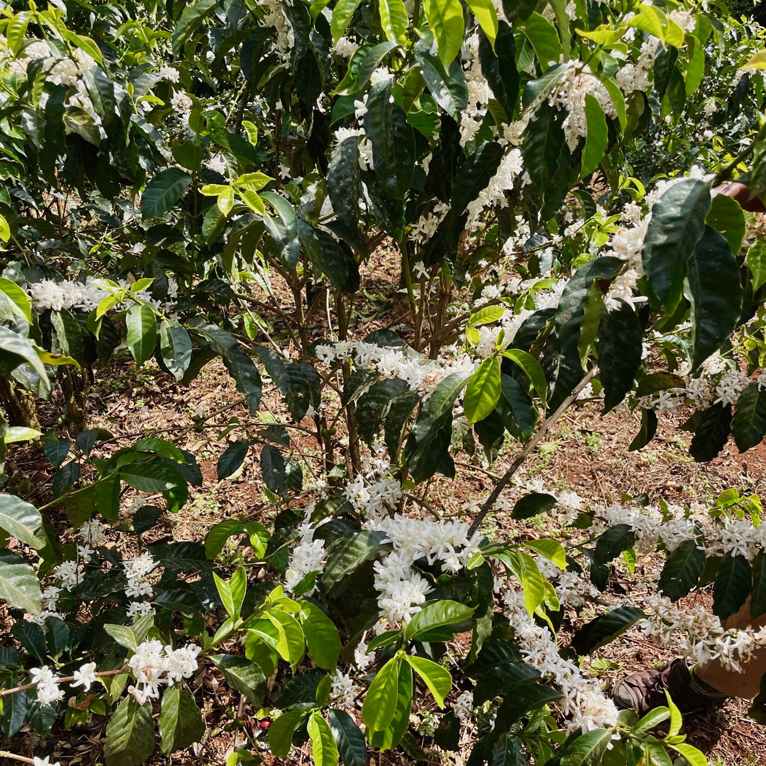 The Barn - Ethiopia Summer Coffee Washed Filter 250 g