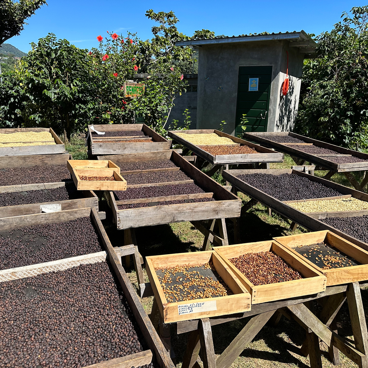 Heresy -  El Salvador Finca Noruega Natural Pacamara FIlter 252 g