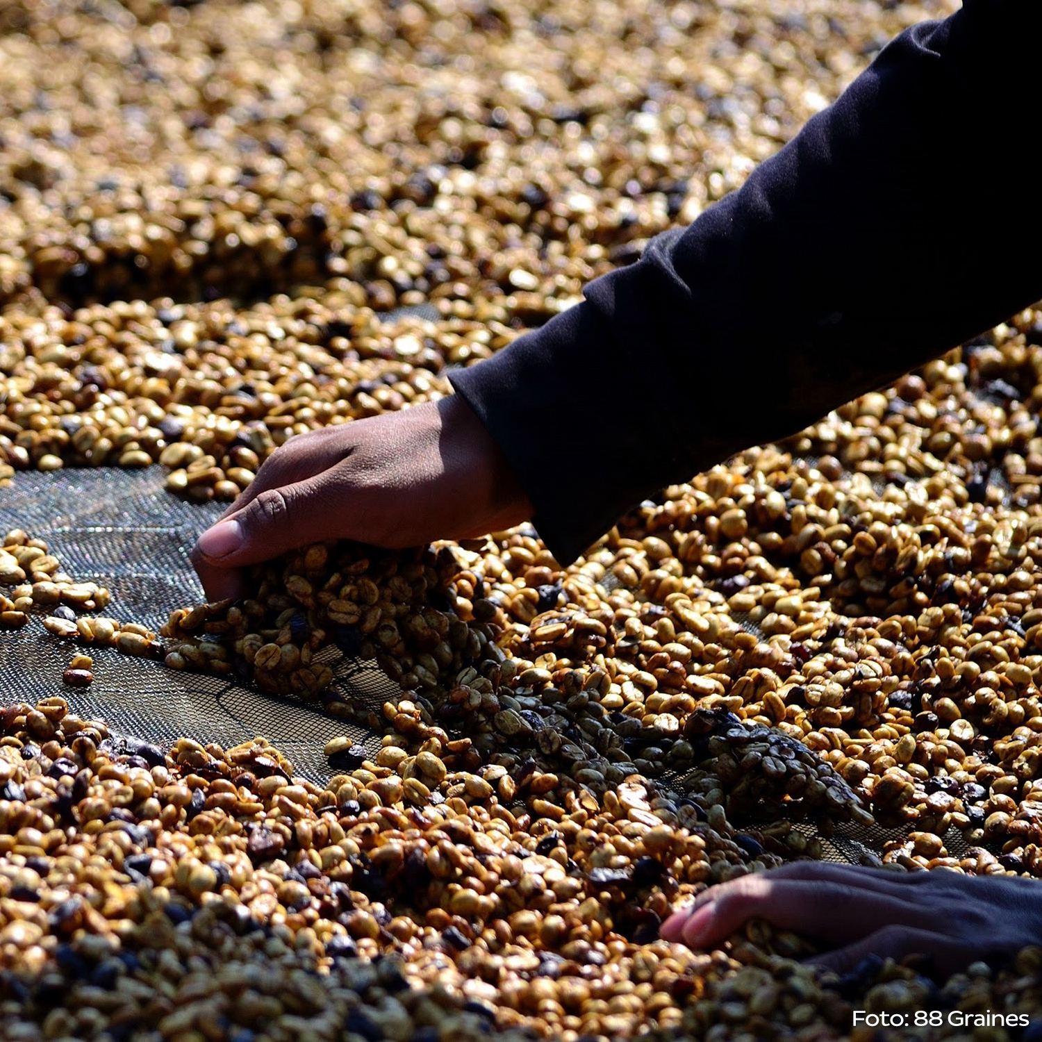 Heresy - Guatemala Huehuetenango La Maravilla Filter 252g