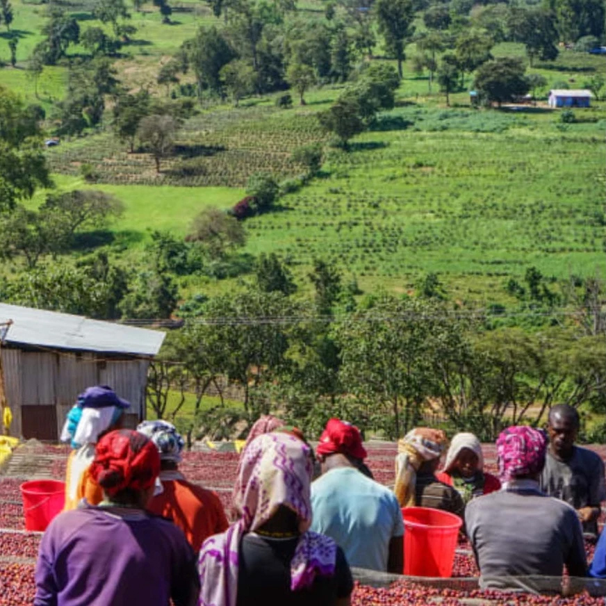The Barn - Ethiopia Kayon Mountain Summer Coffee Washed Filter 250 g