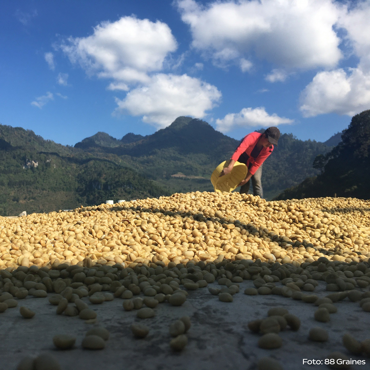 Heresy - Guatemala Huehuetenango La Maravilla Filter 252g