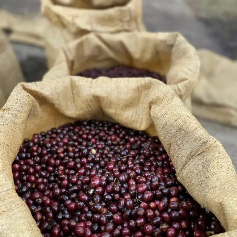 The Barn - El Salvador Los Pirineos Pacamara Black Honey Filter 250 g