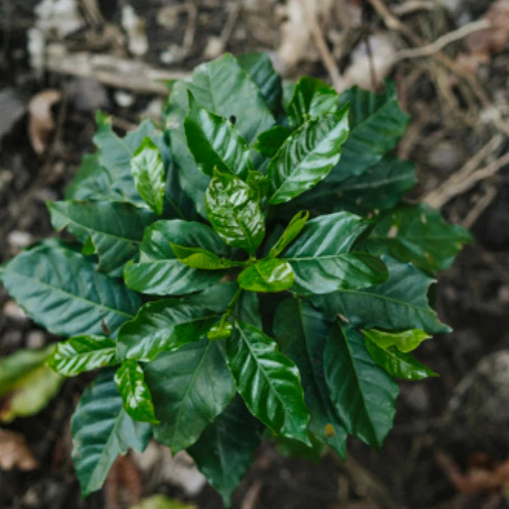 The Barn - kawa ziarnista Guatemala Andres Ramirez Washed 250 g