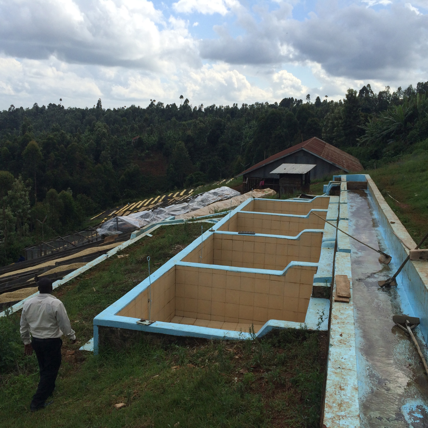 Heresy - kawa ziarnista Kenia Karimikui AA Washed Filter 252 g