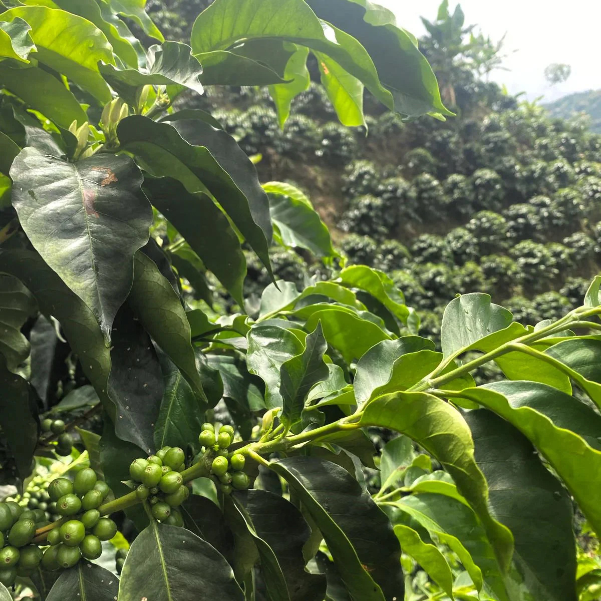 The Barn - kawa ziarnista Colombia Diego Horta Anaerobic Filter 250 g