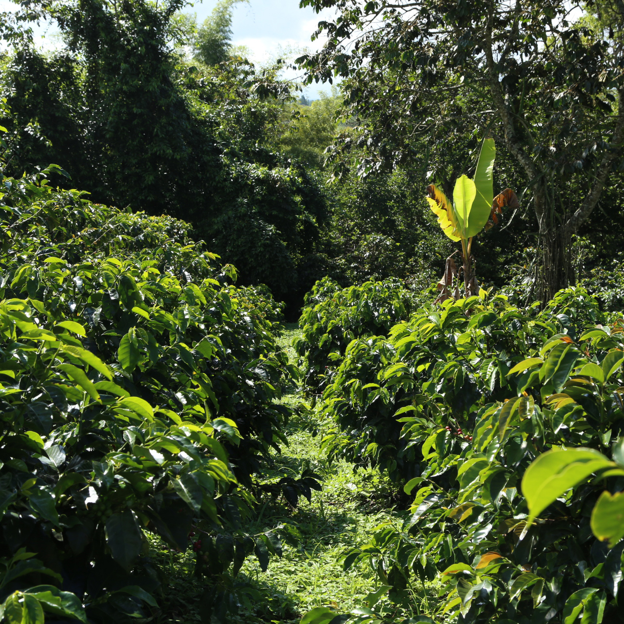 Heresy - kawa ziarnista Kolumbia Finca La Curva Bioreactor Natural Filter 252 g
