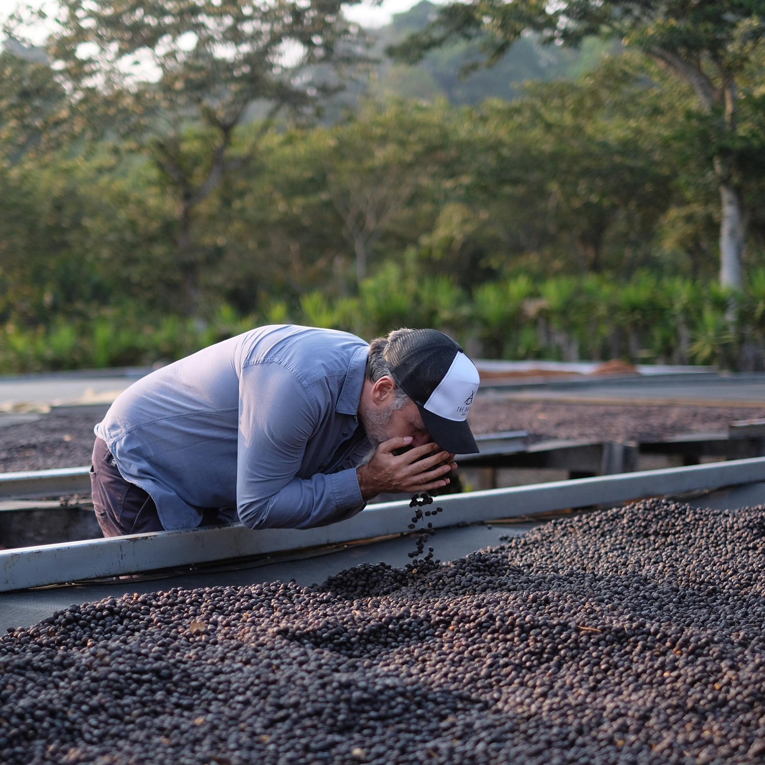 FILTER OF THE MONTH: The Barn - El Salvador Himalaya Pineapple Natural Filter 250 g