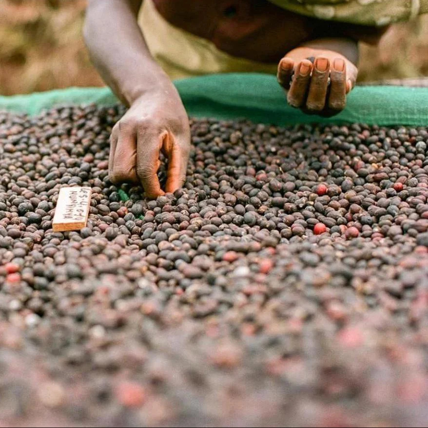 The Barn - kawa ziarnista Etiopia Yirgacheffe Chelbesa Natural Filter 250 g