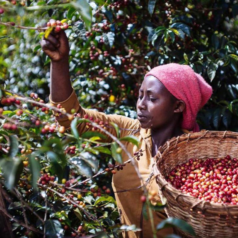 The Barn - kawa ziarnista Etiopia Yirgacheffe Chelbesa Natural Filter 250 g