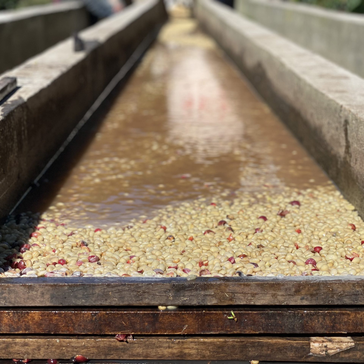 Heresy - Guatemala San Jose Del Lago Washed Filter 252 g