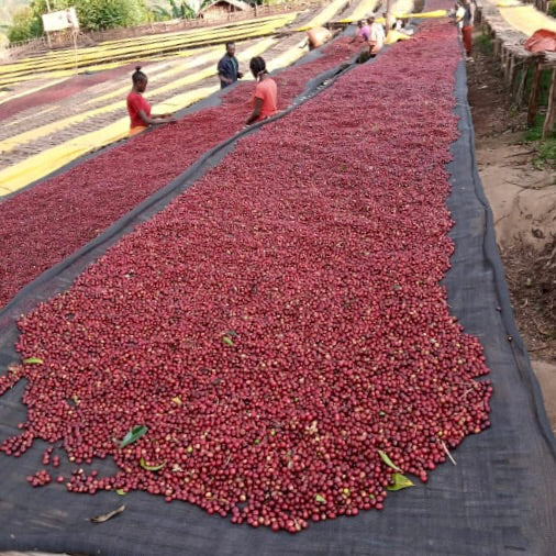 The Barn - kawa ziarnista Ethiopia Mengeche Derso Natural Filter 250 g