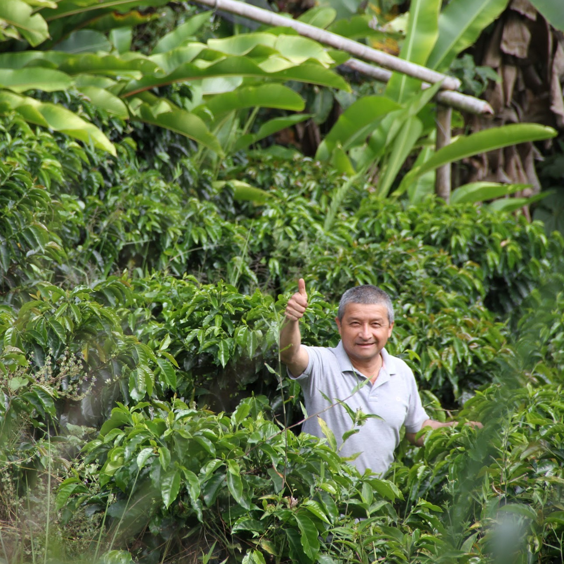 Heresy - kawa ziarnista Kolumbia El Tambo Washed Filter 252 g