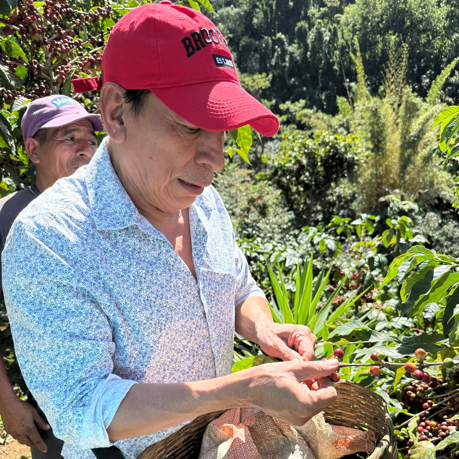 Heresy -  El Salvador Finca Noruega Natural Pacamara FIlter 252 g