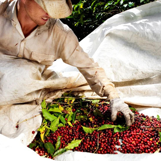 The Barn - kawa ziarnista Brazylia Celso Minussi Natural Omniroast 250 g