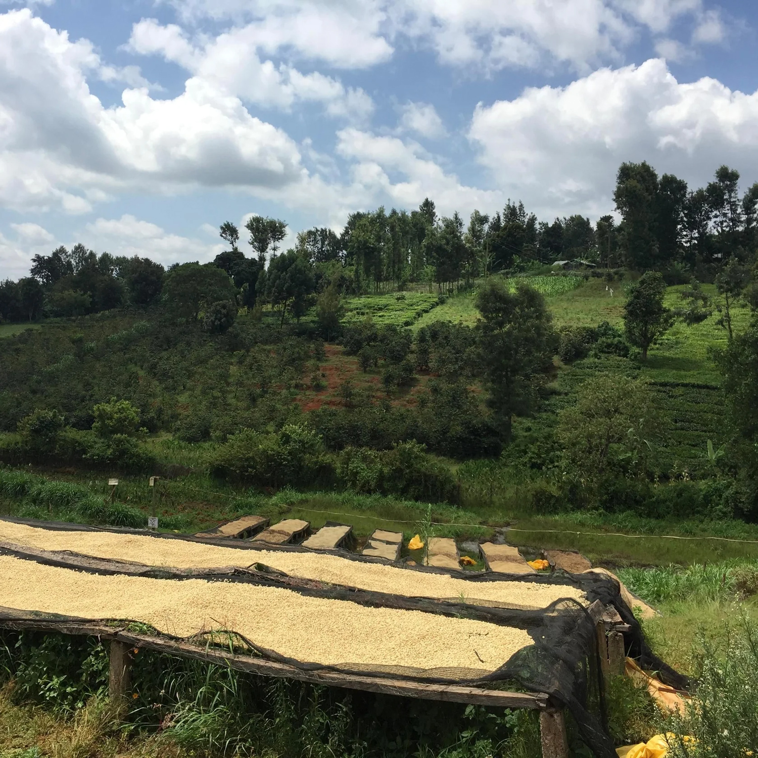 The Barn - kawa ziarnista Kenia Kamwangi AB Washed Filter 250 g