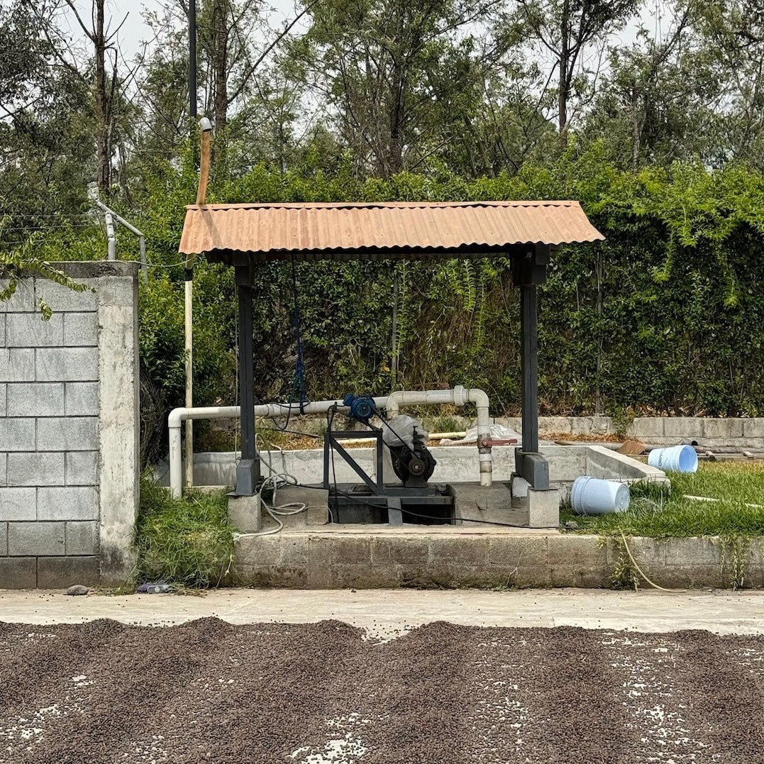 The Barn - kawa ziarnista Gwatemala Santa Clara Washed Omniroast 250 g