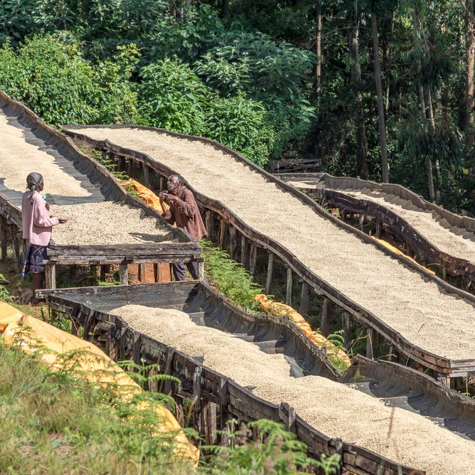 The Barn - kawa ziarnista Kenia Kirinyaga Kiunyu PB Washed Filter 250 g