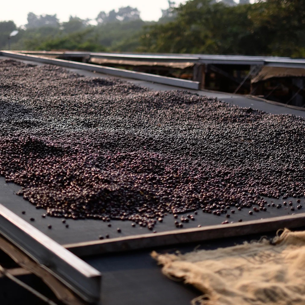 The Barn - kawa ziarnista El Salvador Himalaya Maragogype Filter 250 g