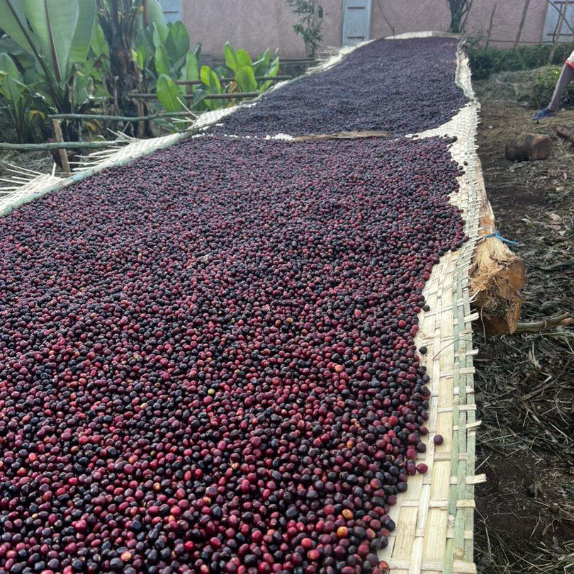 Heresy - kawa ziarnista Etiopia Gelo Saloye Natural Filter 252g