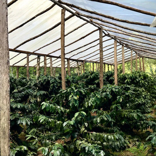 The Barn - Honduras La Paz Caballero Confite Natural Filter 250g