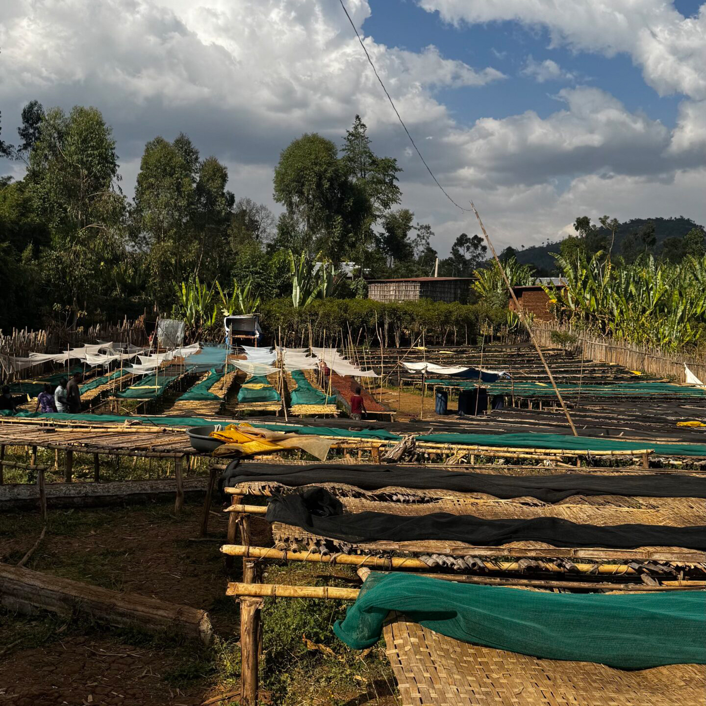 Heresy - kawa ziarnista Etiopia Nguisse Kayimo Natural Filter 252 g