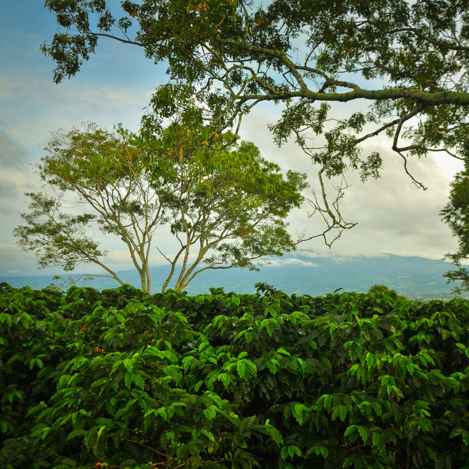 Heresy - Costa Rica Hacienda Sonora Extended Natural Filter 252 g