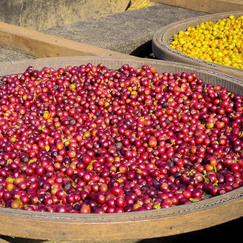 The Barn - kawa ziarnista Brazylia Celso Minussi Natural Omniroast 250 g