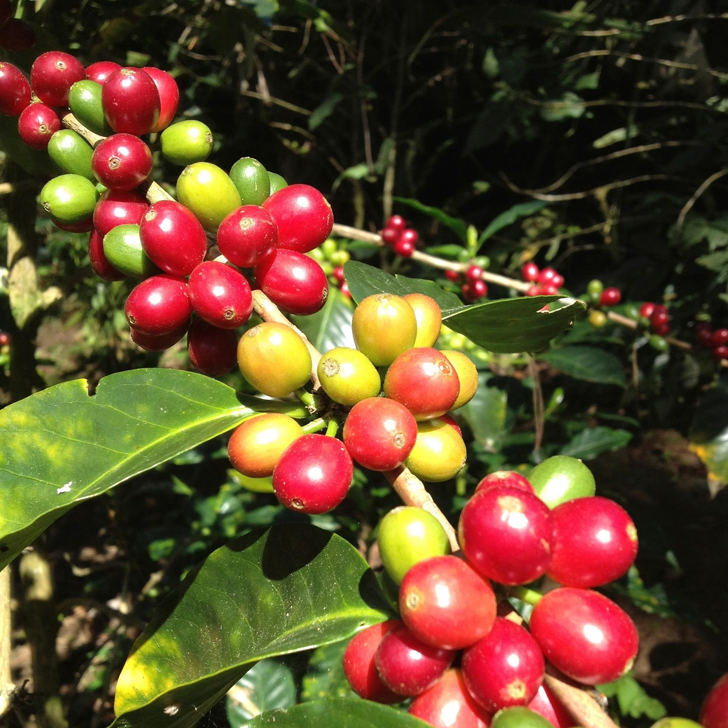 The Barn - Honduras La Paz Caballero Confite Natural Filter 250g