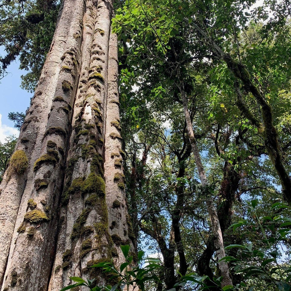 The Barn - kawa ziarnista Etiopia Bishan Wate Washed Omniroast 250 g