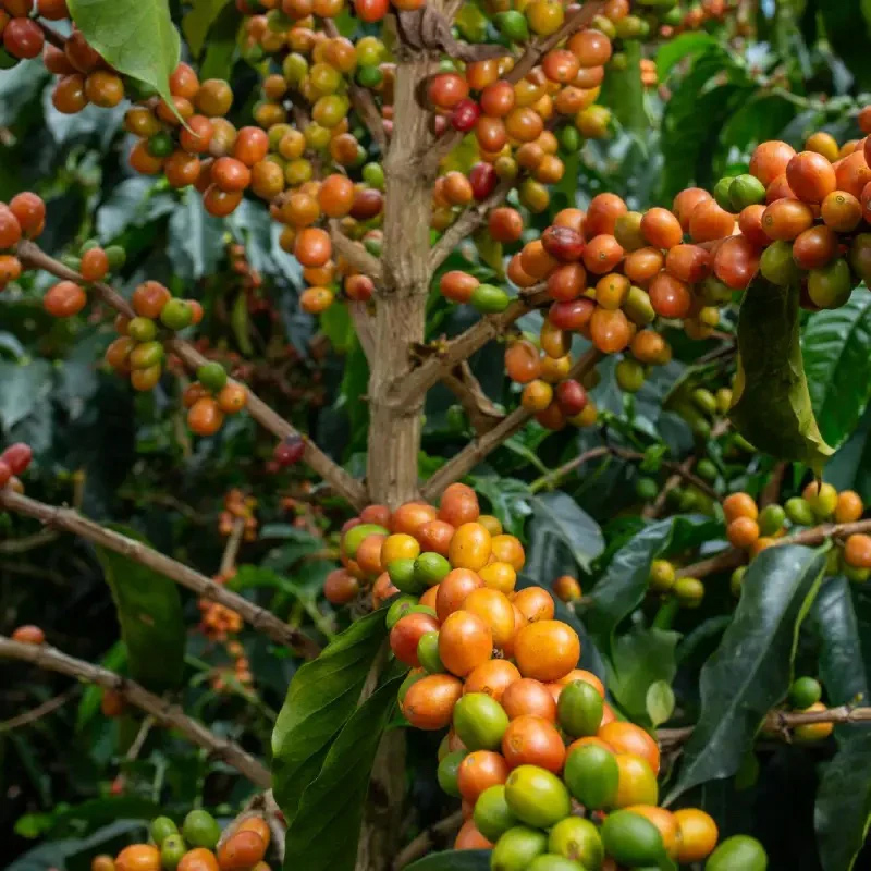 The Barn - kawa ziarnista Colombia Diego Horta Anaerobic Filter 250 g