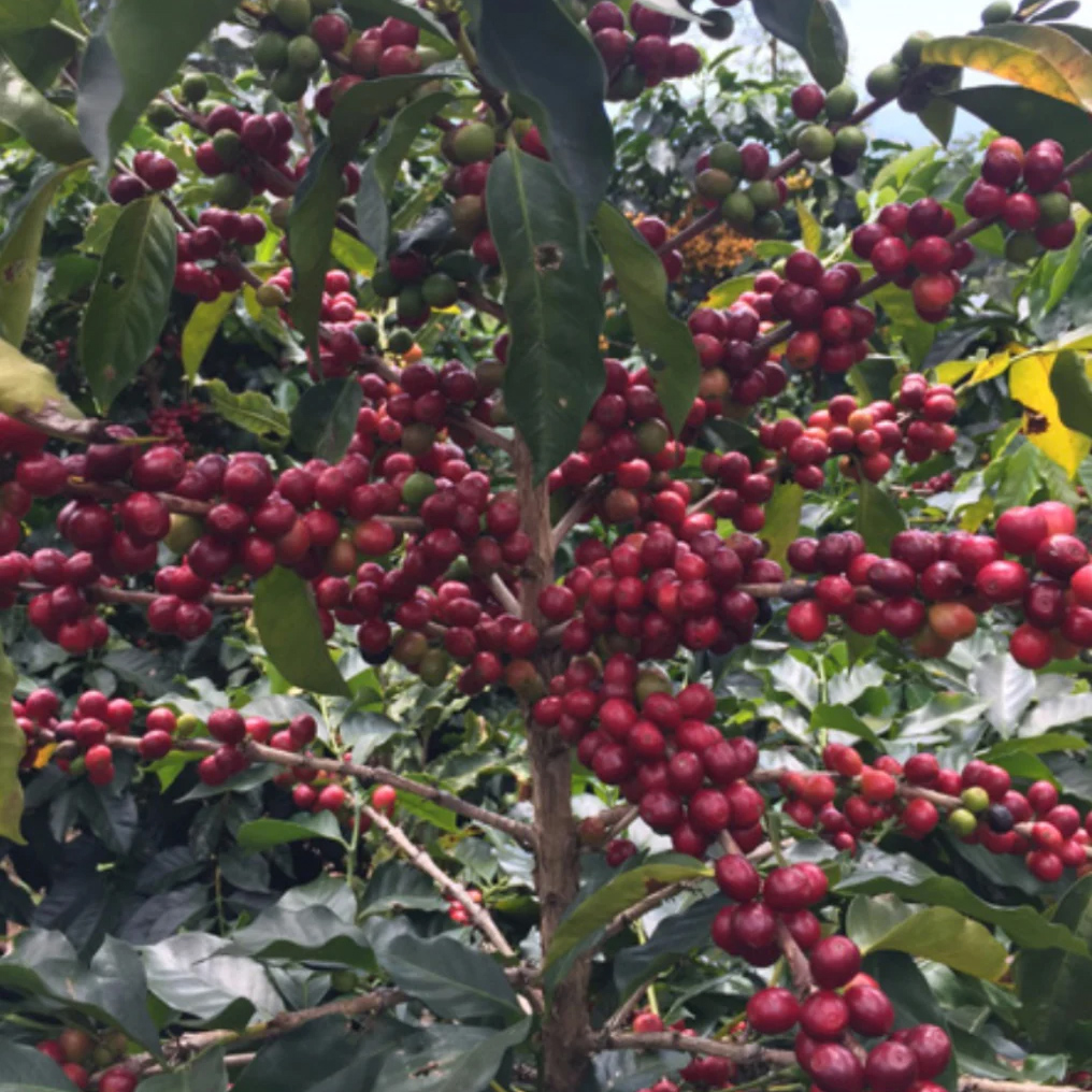 The Barn - kawa ziarnista Gwatemala Buena Vista Sidra Natural Filter 200 g