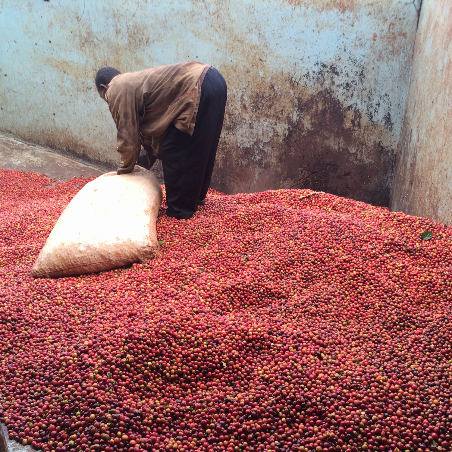 Heresy - kawa ziarnista Kenia Karimikui AA Washed Filter 252 g