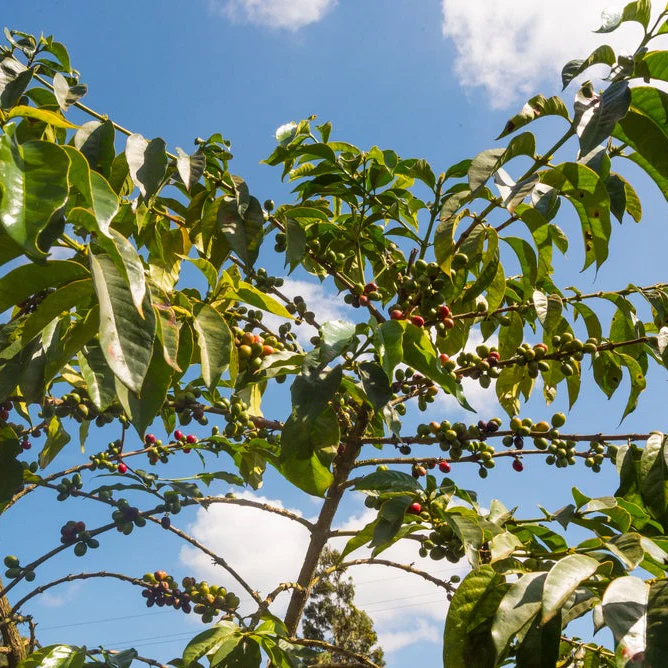 The Barn - kawa ziarnista Kenya Kiangoi AA Washed Filter 250 g