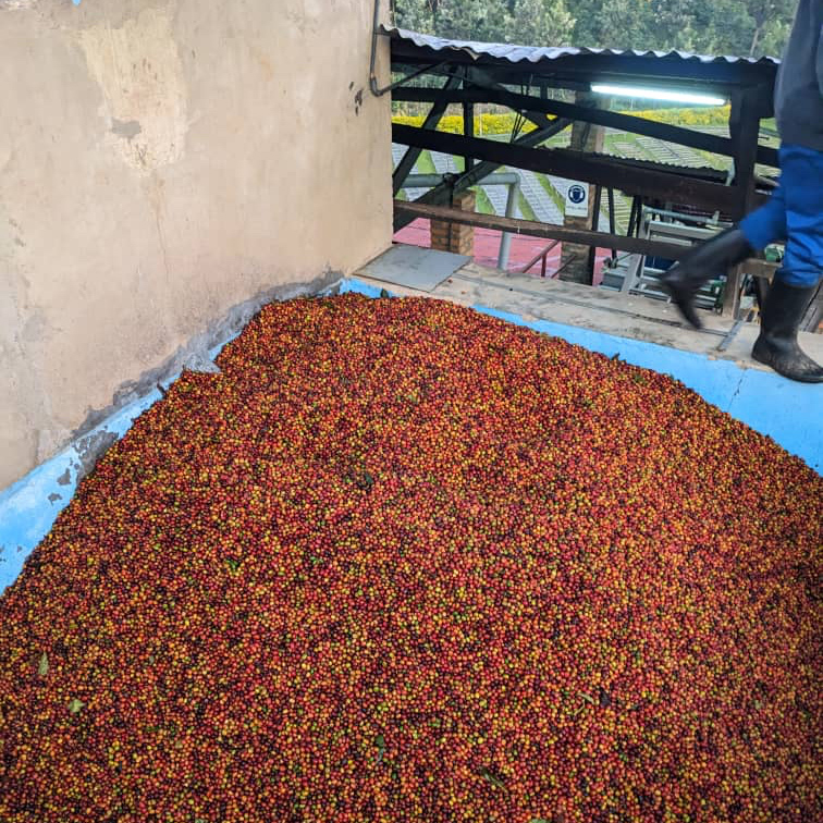 Heresy - Rwanda Rugamba Honey Filter 252 g