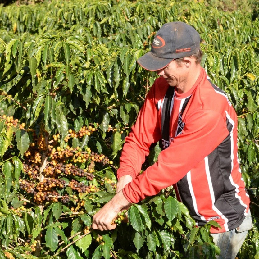 The Barn - kawa ziarnista Brazylia Celso Minussi Natural Omniroast 250 g