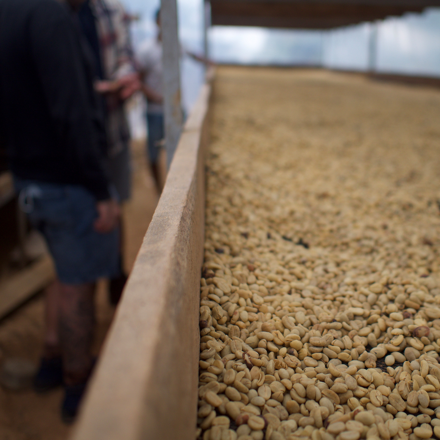 Heresy - Peru El Diamante Washed Filter 252 g