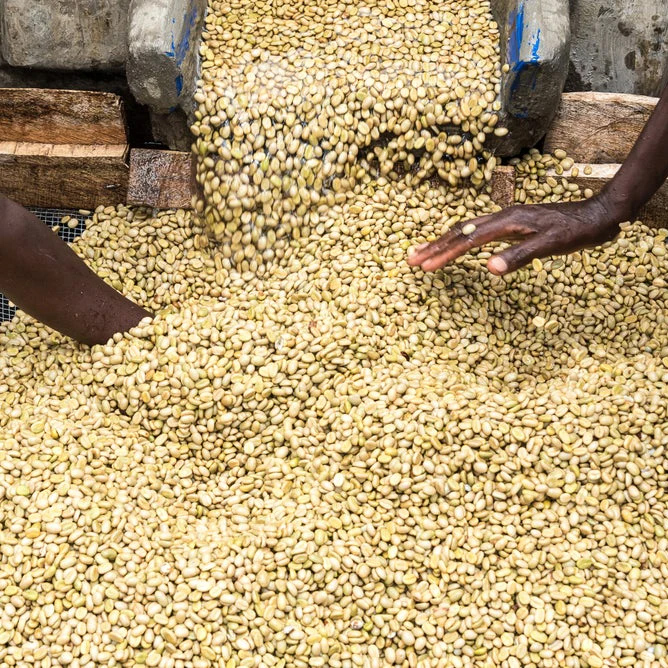 The Barn - kawa ziarnista Kenia Kamwangi AB Washed Filter 250 g