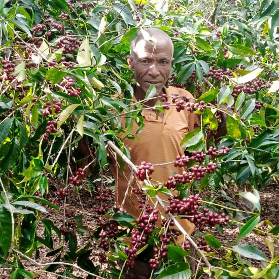 The Barn - kawa ziarnista Ethiopia Mengeche Derso Natural Filter 250 g