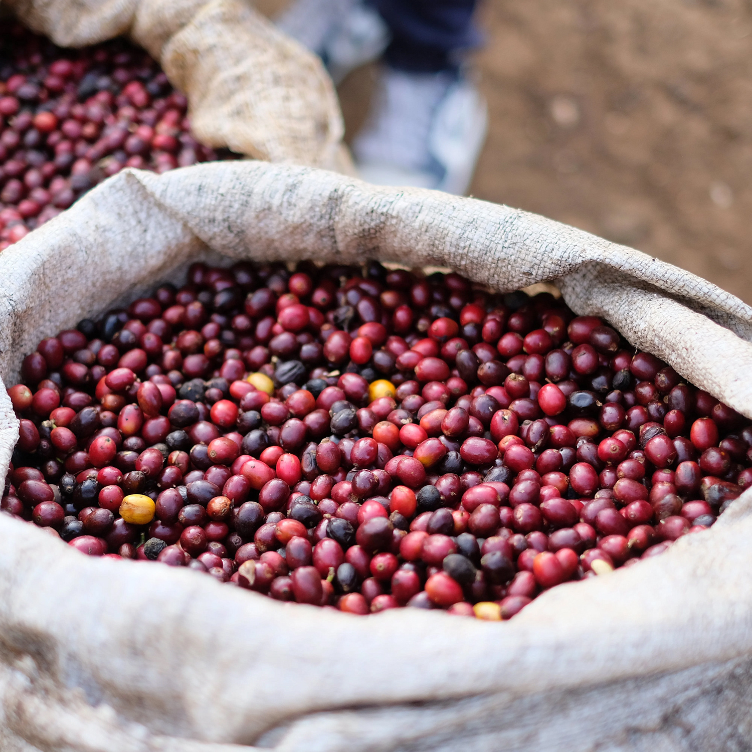 The Barn - kawa ziarnista El Salvador Himalaya Maragogype Filter 250 g