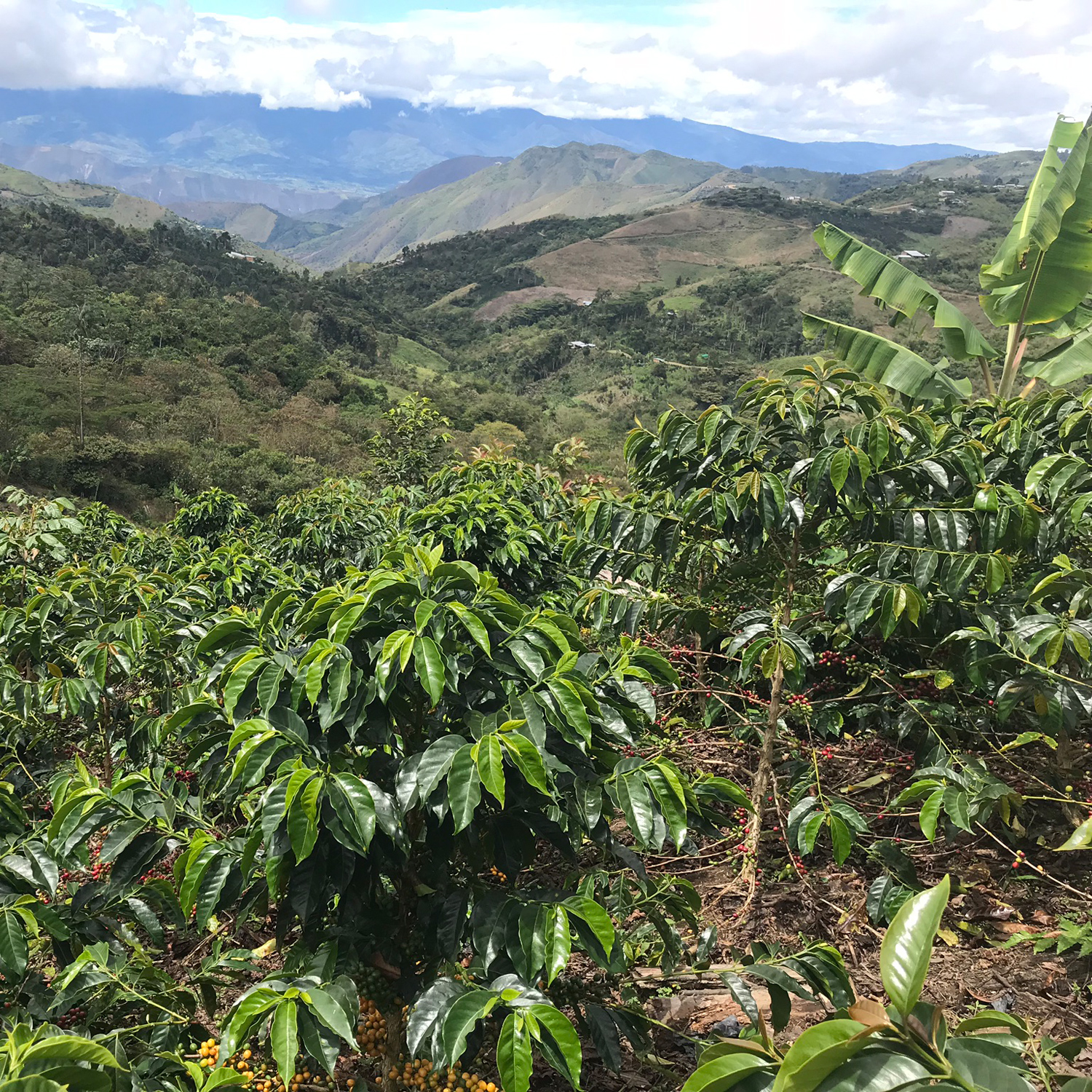 Heresy - kawa ziarnista Peru Edinson Estela Natural Filter 252 g