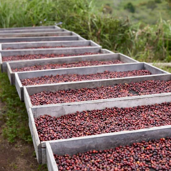 The Barn - kawa ziarnista Indonezja Asman Gayo Natural Filter 250 g