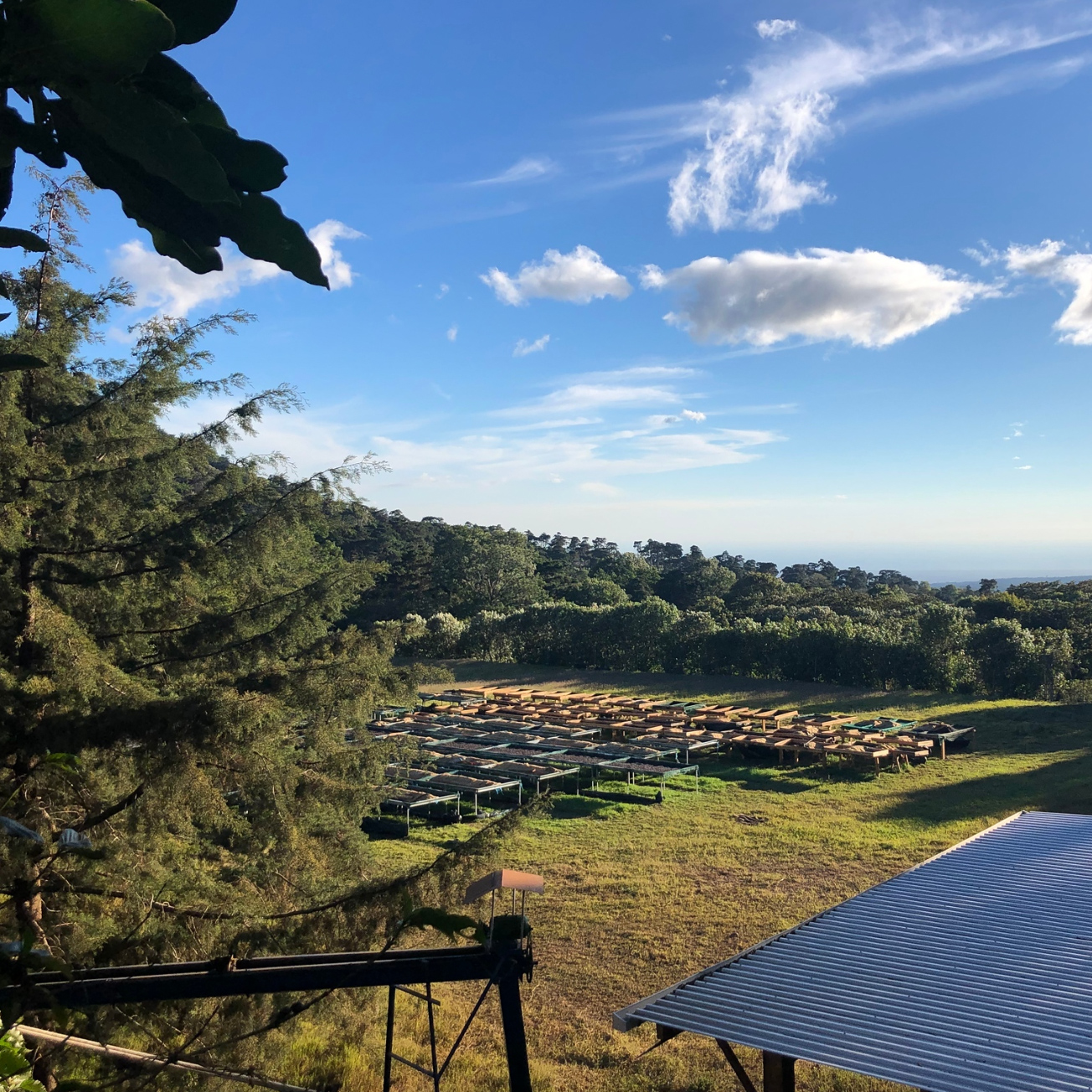 Heresy -  El Salvador Finca Noruega Natural Pacamara FIlter 252 g