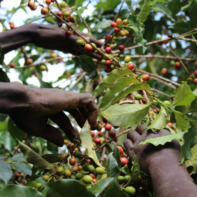 The Barn - kawa ziarnista Kenya Kiangoi AA Washed Filter 250 g
