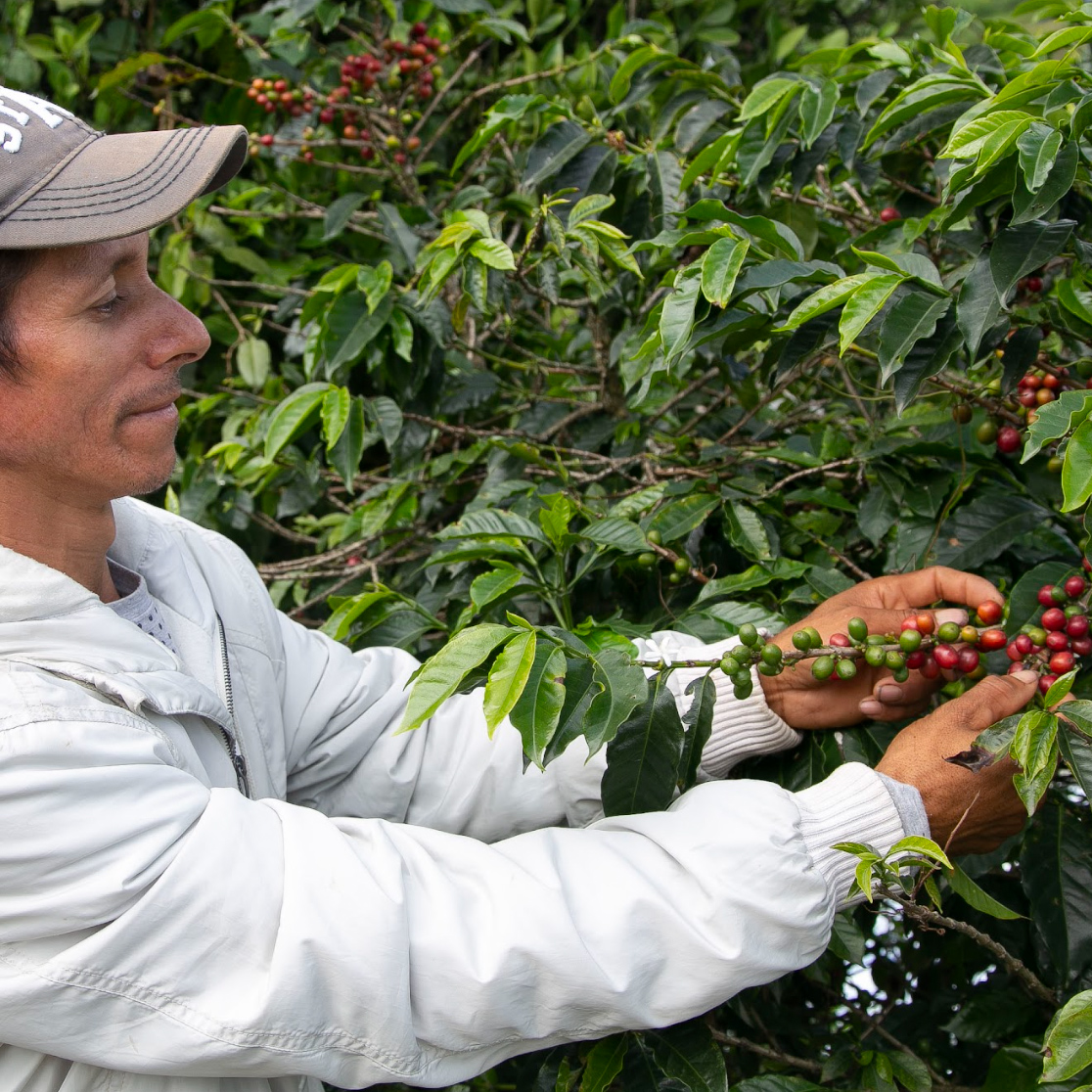 Heresy - kawa ziarnista Kolumbia El Tambo Washed Filter 252 g