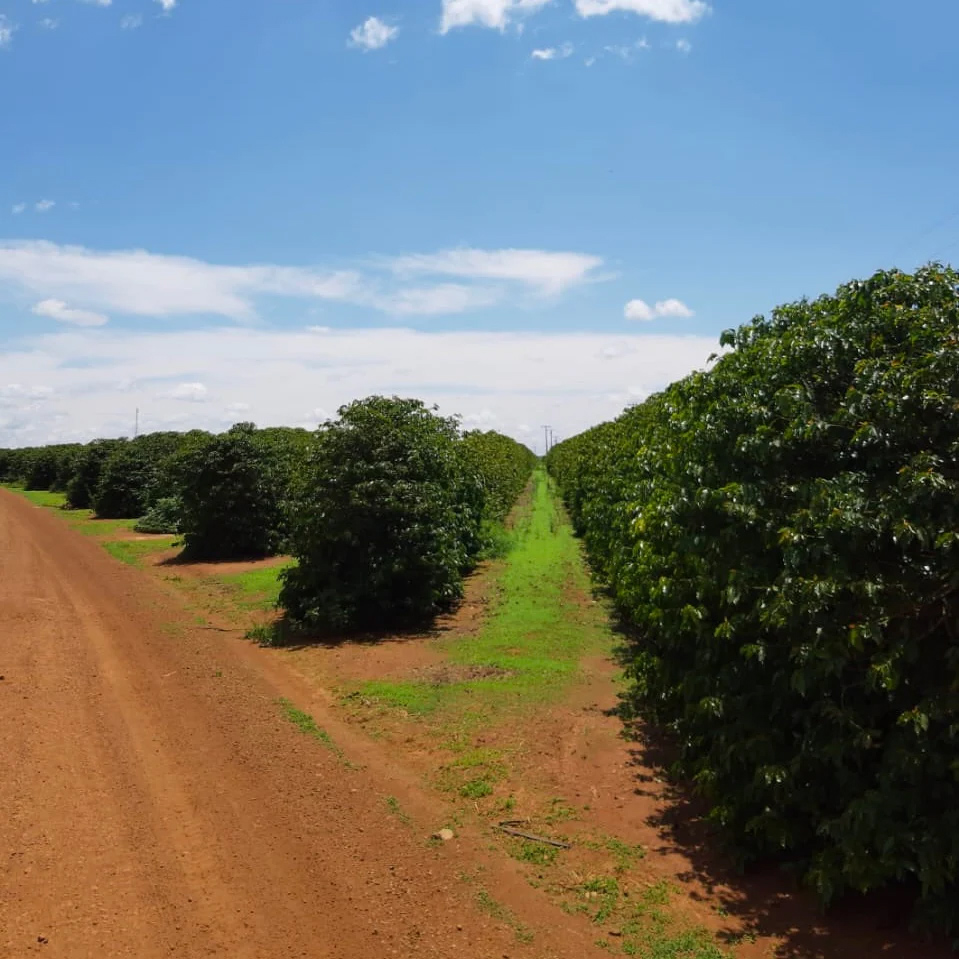 The Barn - Brazil Chapadao Anaerobic Filter 250 g