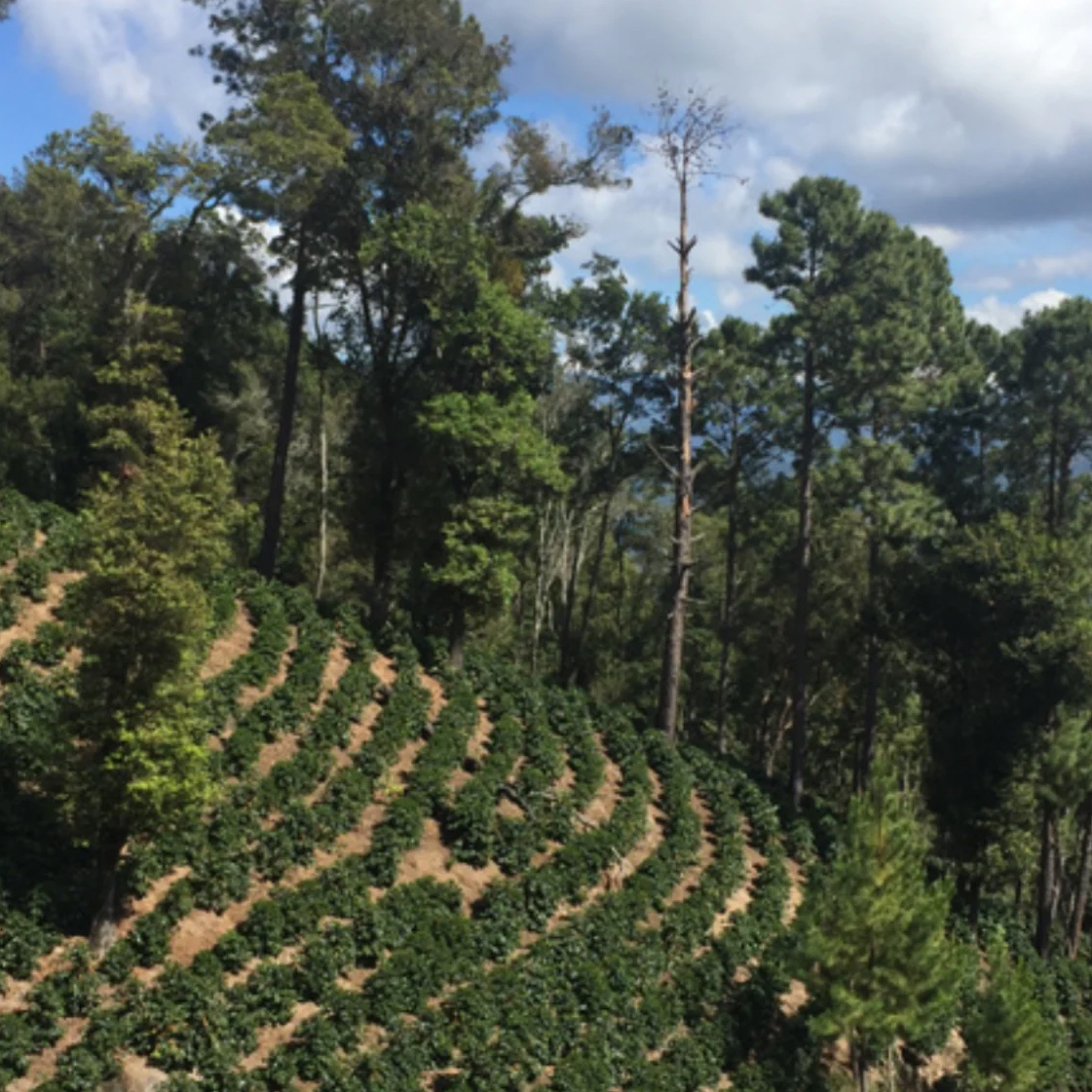 The Barn - kawa ziarnista Gwatemala Buena Vista Sidra Natural Filter 200 g