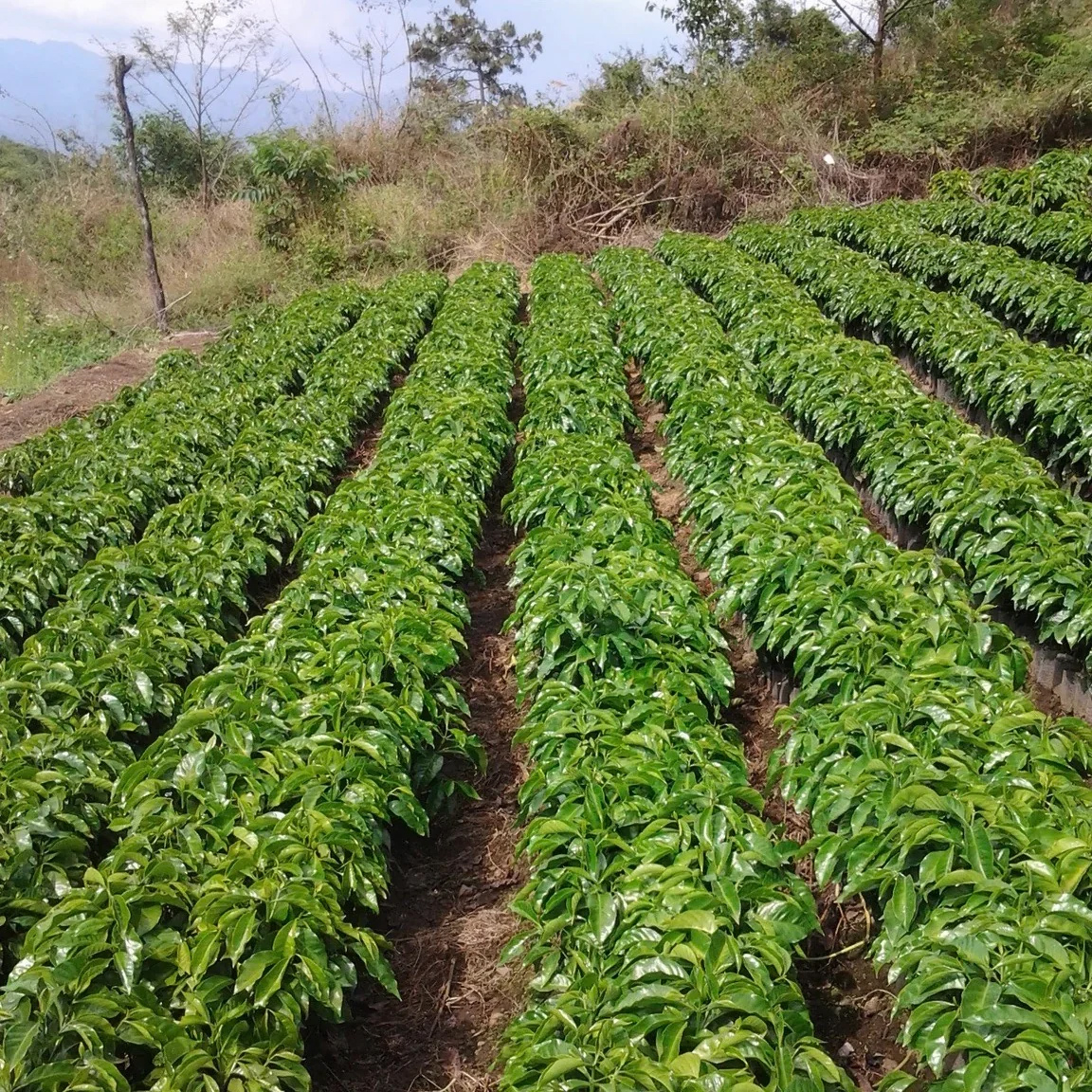 The Barn - Guatemala La Colina Washed Omniroast 250 g