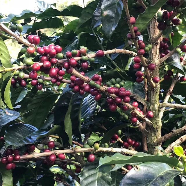 The Barn - Honduras La Paz Caballero Confite Natural Filter 250g